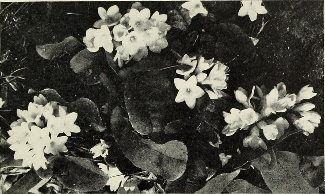 Black-and-white photo of small star-shaped flowers among broad dark leaves