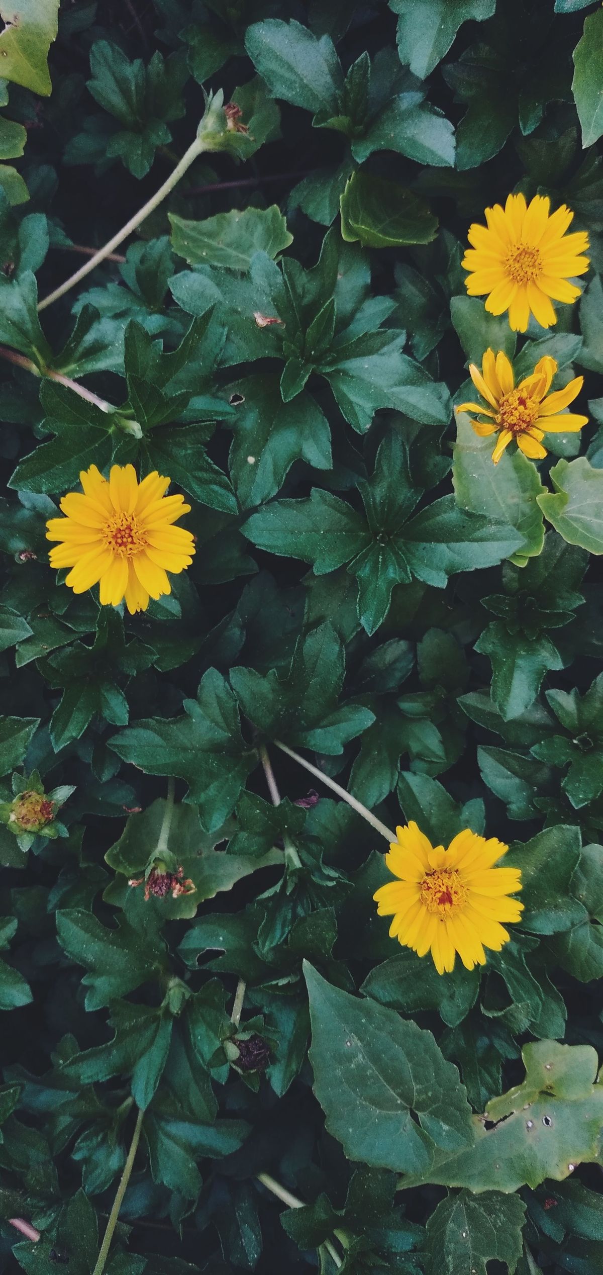 Top-down view of small yellow daisy-like flowers among dense dark green leaves