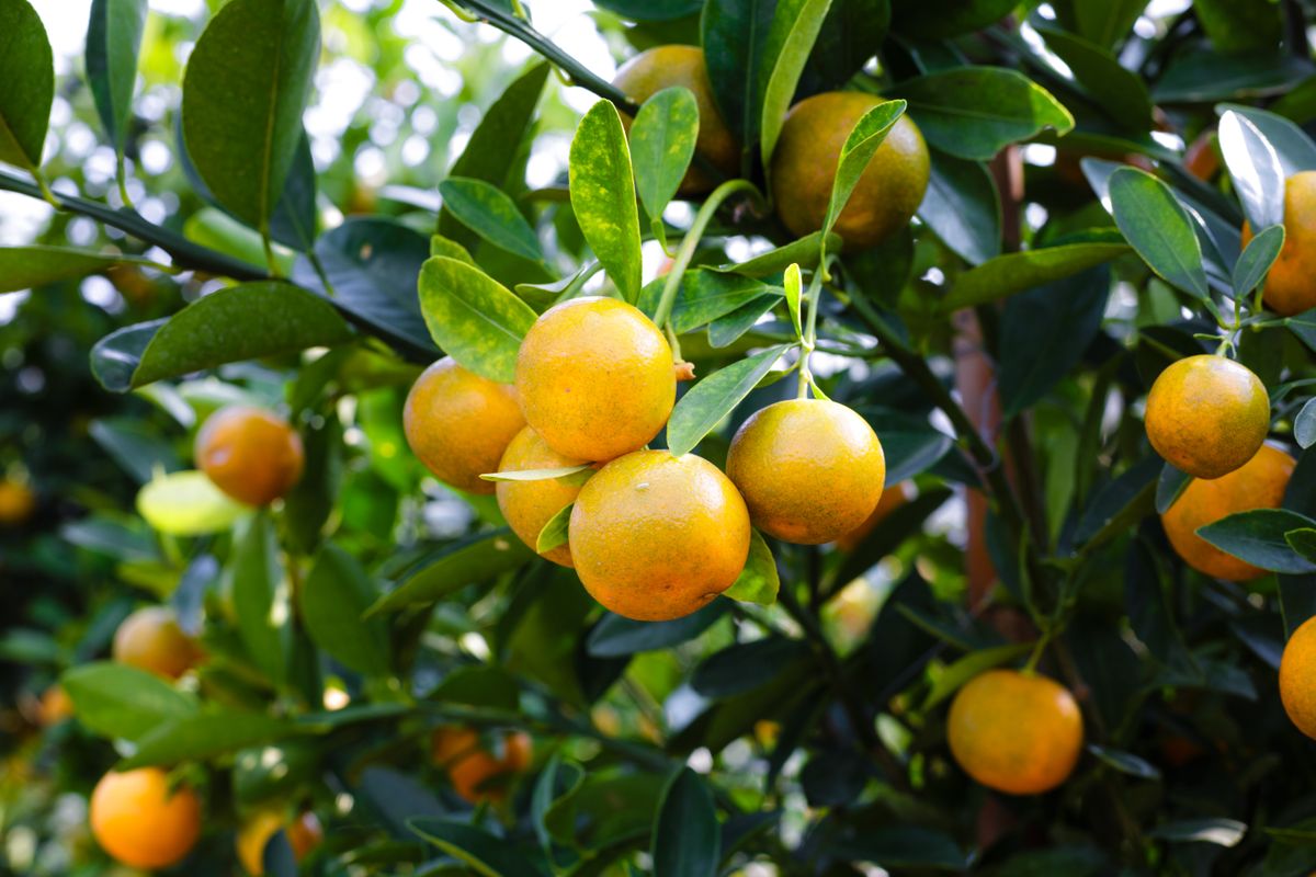 Clusters of small bright orange citrus fruits hanging from a branch with green leaves