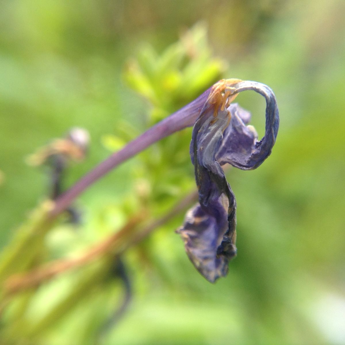 Macro of a wilted dark purple flower drooping on a stem against blurred green foliage