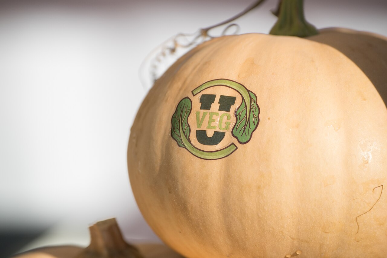 Pale cream pumpkin with a green circular U VEG logo on its side